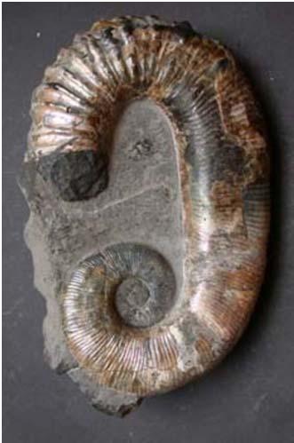 Equínido jurásico c) Trilobites devónico d) Crinoide