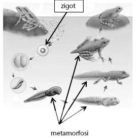 10. El dibuix mostra el cicle biològic de la granota. [1 punt: 0,5 punts per cada apartat] a) Les granotes tenen reproducció sexual o asexual? Justifiqueu la resposta.