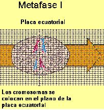 Metafase