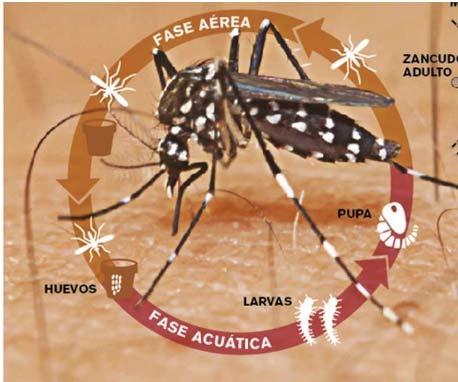 ERGENCIA Brotes activos en el Perú, en regiones declarados en emergencia sanitaria (SE 13 y 14*) Chikungunya en Tumbes Casos: 6 confirmados y 142 probables.