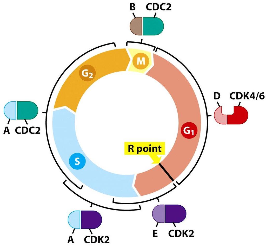 Amplificación de MDM y CDK4 en liposarcomas