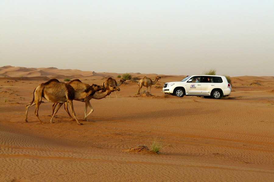 Por la tarde saldremos para realizar un safari por el desierto con cena incluida, en vehículos 4x4 (hasta 6 personas por vehículo) disfrutando de la sensación de pasar por encina de las dunas.