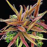 DROSERA ADELAE Esta Drosera tiene un aspecto característico con sus hojas estrechas y delgadas de 10 a 25cm de longitud