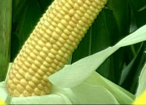 MAIZ (Zea mays) Variedades e híbridos de maíz Se adaptan a la IX Región los híbridos o variedades con ciclos no superiores a los 140