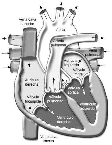 Arteria pulmonar derecha Venas pulmonare s derechas Tronco pulmonar Arteria pulmonar izquierda Venas pulmonares izquierdas Tabique interventricular NOTA: este esquema del corazón es de utilidad para