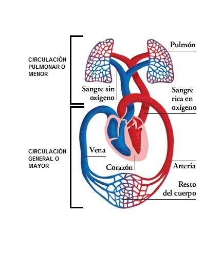 CIRCULACIONES MAYOR Y MENOR (CIRCULACIÓN FUNCIONAL) Las válvulas tanto aurículo-ventriculares como sigmoideas garantizan el flujo unidireccional de la sangre.