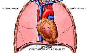 El corazón se encuentra en el mediastino que es una subcavidad de la cavidad torácica, en la parte antero-inferior.