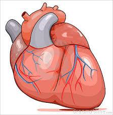 Si bien el saco pericárdico y el corazón que él contiene son relativamente móviles dentro de la cavidad torácica, la continuidad del pericardio sobre los grandes vasos y su adherencia al diafragma