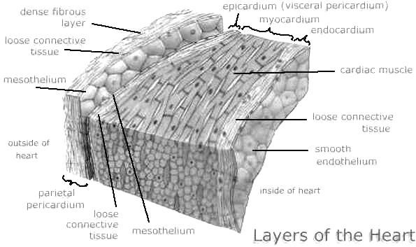 El epicardio, como ya vimos, es la hoja visceral del pericardio seroso y se adhiere íntimamente al miocardio.