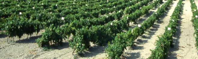 (15 Ha) 1376 accesiones de Vitis vinifera sativa: 916 de vinificación 520 blancas