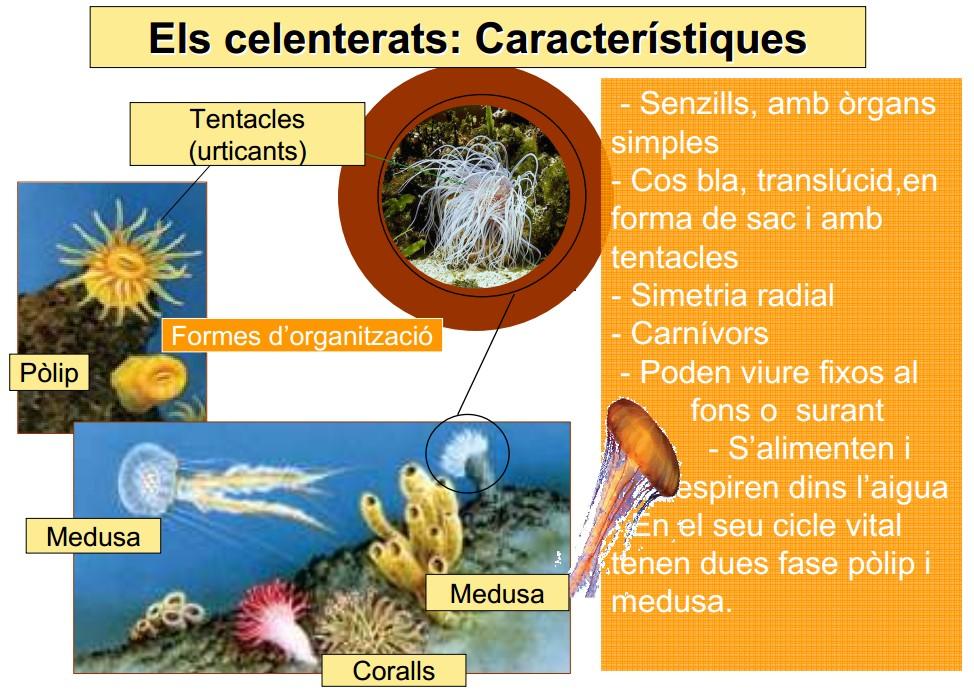 Les anemones