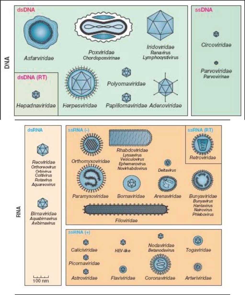 Diagnóstico Virológico 6 Familias de virus DNA y RNA. Microbiology. Lansing M. Prescott. 5e Ed.