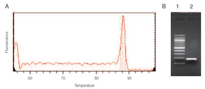 Figura 5. Análisis de la curva de fusión y gel de agarosa del experimento de optimización de temperatura de hibridación.