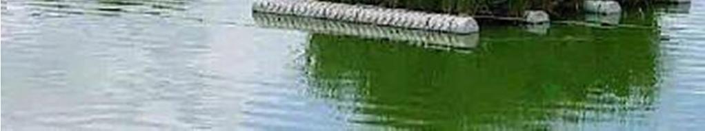 de la izquierda contiene agua residual infestada de algas