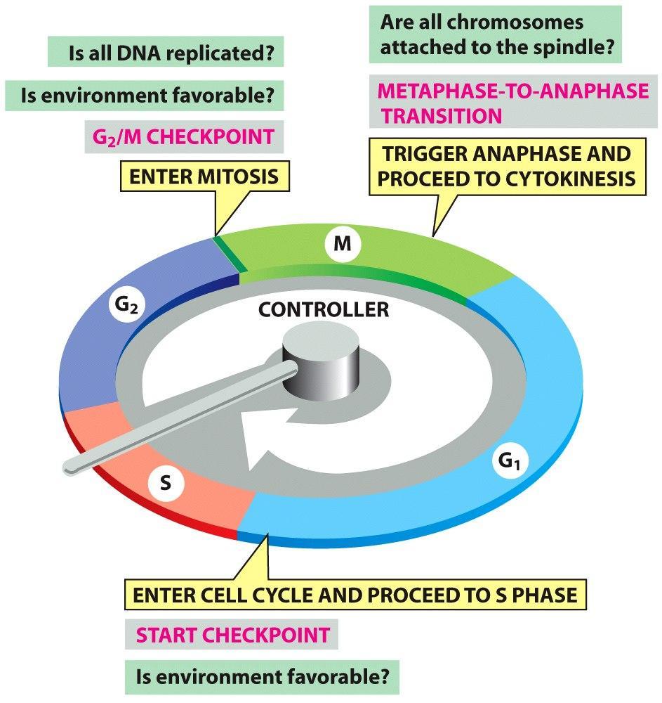 En mamíferos hay tres puntos de control del ciclo celular 2 3 Profase Pro-metafase Metafase