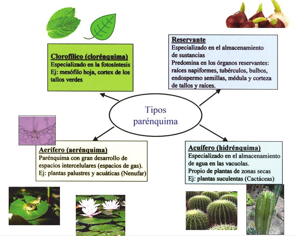Capítulo 1. Tejidos vegetales 3.1 Tejidos adultos simples Entre los tejidos adultos simples están el parénquima, el colénquima y el esclerénquima.