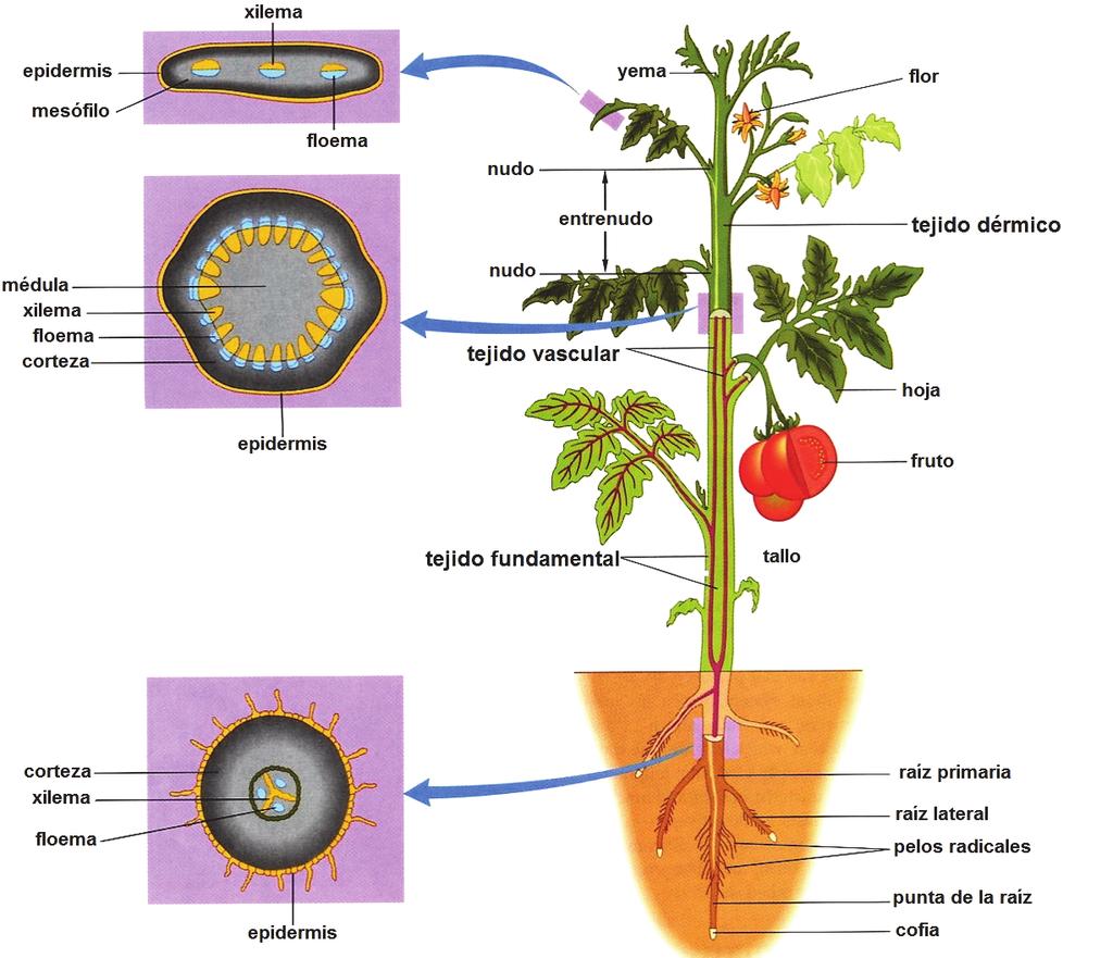 Anatomía y morfología de las plantas superiores Los tejidos principales de la planta están organizados en grandes unidades que se encuentran en todas las partes del vegetal.