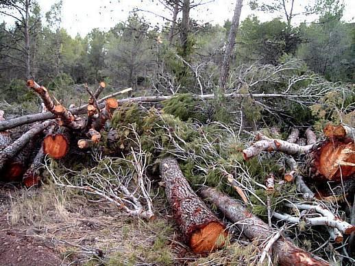 Causas: la destrucción o fragmentación de los bosques.
