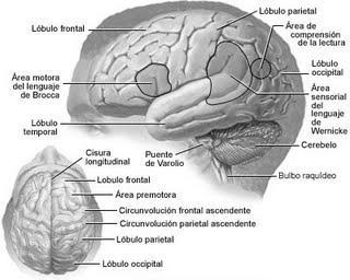 2.1 Registro de la señal electroencefalográfica Actualmente, el registro del EEG es una técnica no invasiva de medición de la actividad cerebral, y particularmente la obtención del