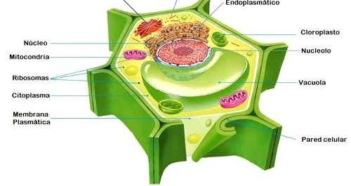 Tipo de célula Eucariota Organización