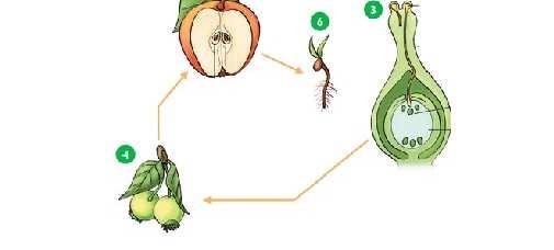 6. La reproducción sexual en las plantas con semilla Resumen de la reproducción 1.