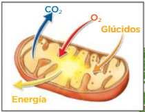 1 Obtención de nutrientes Absorción de agua y sales minerales (savia bruta) -A través de la raíz Entrada de CO2 -A través de los estomas.