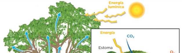 través de los estomas y la ráiz -En las mitocondrias utilizan el O2 y la materia orgánica para obtener energía.