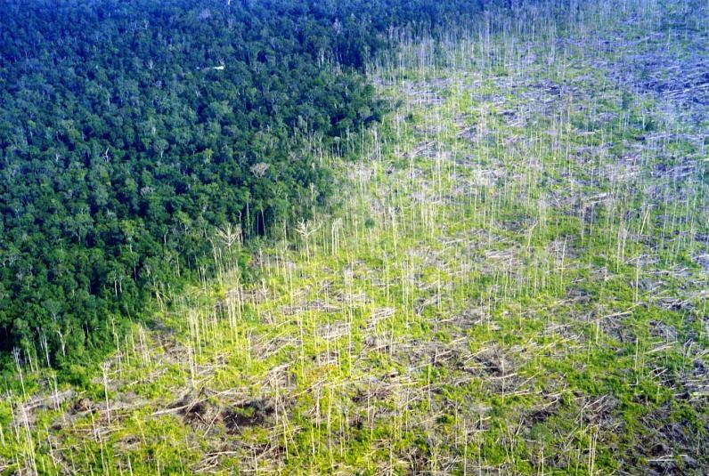 Borneo, Courtesy: Viktor Boehm Emisiones de Carbono por cambio de uso del suelo