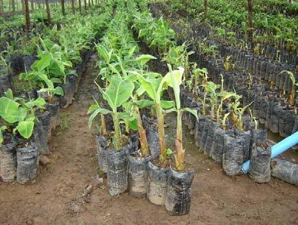 Selección de plantas por diámetro de tallo y transplante Transplante Las plantas se llevan al campo clasificadas por grosor de tallo y en cestas plásticas para evitar dañar el pilón.