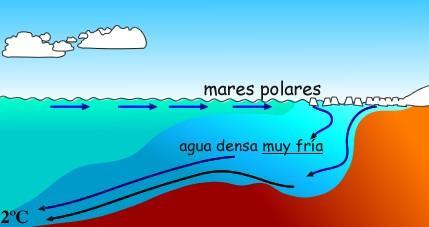 Corrientes profundas originadas en mares fríos por las diferencias de densidad debido a la salinidad (el hielo de los polos no contiene sal,