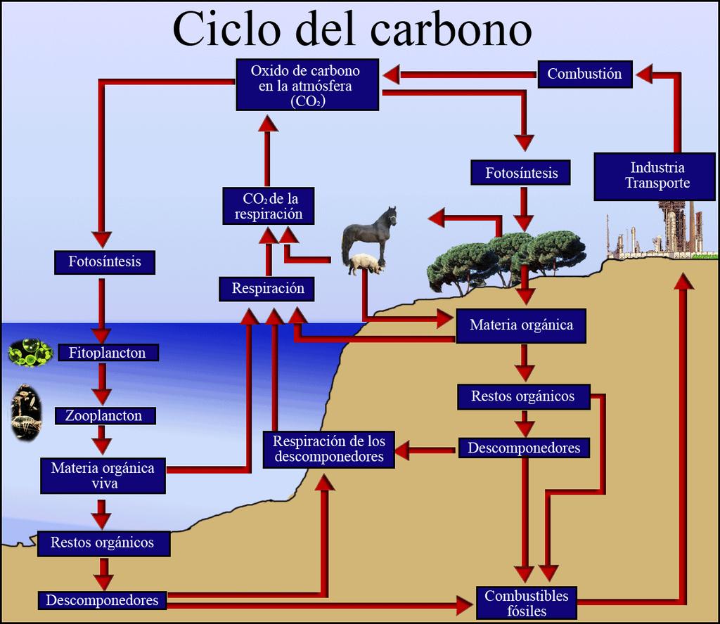 En la naturaleza tienen lugar de forma cíclica una serie de reacciones químicas, e intercambios entre la atmósfera, los suelos y los seres vivos, en los cuales participan compuestos del carbono