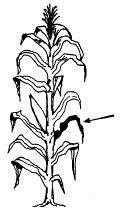 Maíz (entre espigadura y madurez): Colecte las hojas bajo y opuesta a la mazorca