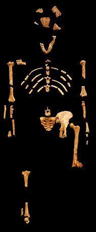 Australopithecus afarensis, de 3,2 millones de años de antigüedad, descubierto