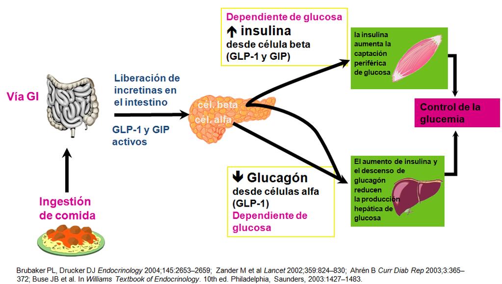5. Tracto gastrointestinal y sistema incretínico Otras acciones GLP1: enlentece vaciamiento gástrico, saciedad, beneficios cardiovasculares Alteraciones en el sistema de las