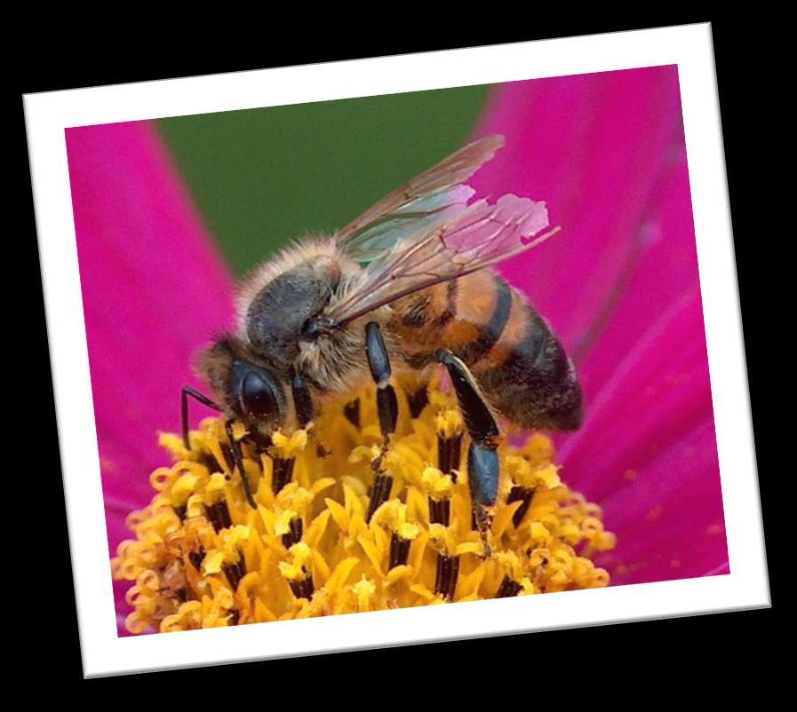 Apidae: