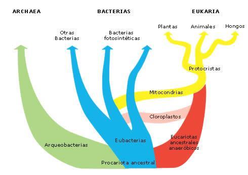 algunas bacterias patógenas. o Su metabolismo puede ser aeróbico y/o anaeróbico.