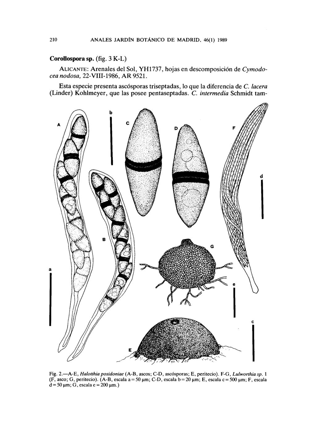 210 ANALES JARDÍN BOTÁNICO DE MADRID, 46(1) 1989 Corollospora sp. (fig. 3 K-L) ALICANTE: Arenales del Sol, YH1737, hojas en descomposición de Cymodocea nodosa, 22-VIII-1986, AR 9521.