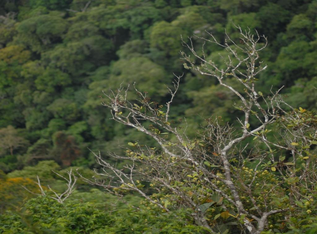 57.3% NACIONAL La ENBCC Ámbito ENBCC 53.9% Bosque Amazónico Bosque Seco Bosque Andino 0.2% 3.
