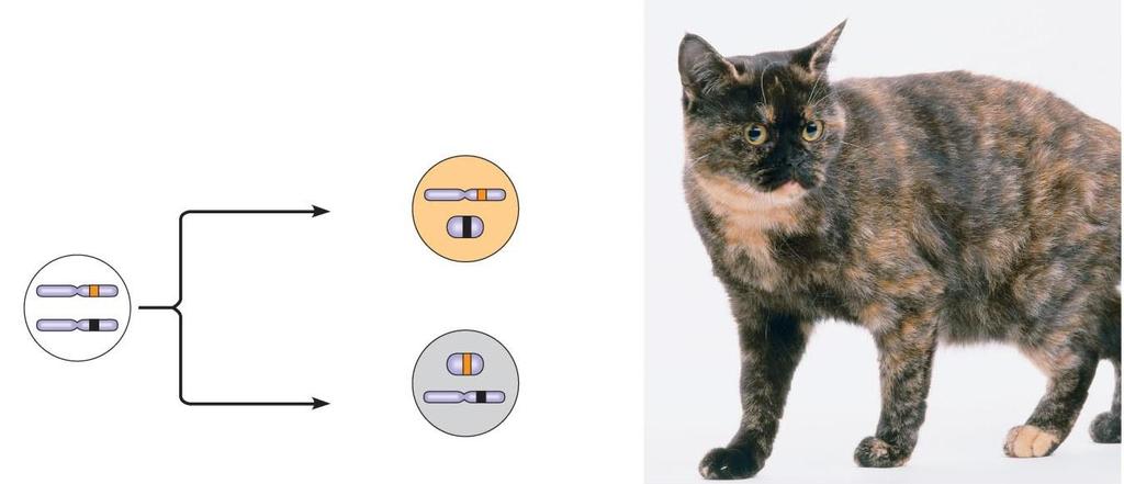 Ejemplo: Inactivación del cromosoma X en el gato carey X activo Cromosomas X División celular e inactivación del cromosoma X X inactivo Pelaje anaranjado Alelo para el pelaje anaranjado Alelo para el