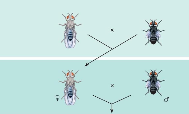 Mosca de la fruta (Drosophila melanogaster) Son muy prolíficas (cientos de descendientes de cada apareamiento) Se obtiene una generación nueva cada 2 semanas Sólo tiene 4 pares de cromosomas: 6