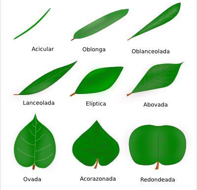 HOJAS: Las hojas son de color verde y tienen 2 funciones: 6 Tienen clorofila y gracias a ella las plantas pueden hacer la fotosíntesis.