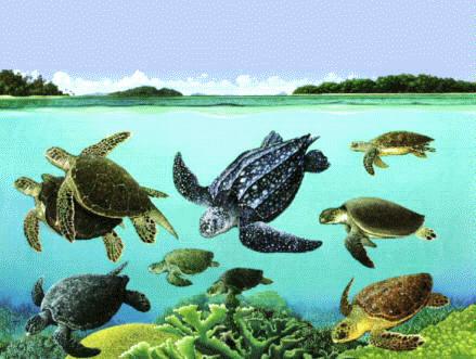 Especies de tortugas marinas en el mundo. Existen ocho especies de tortugas marinas (Fig.