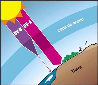 EL FILTRADO DE LA CAPA DE OZONO La capa de ozono de la estratosfera filtra una parte de las radiaciones de la familia de los rayos ultravioleta,