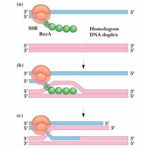 Enzimología de la recombinación homóloga -Rec BCD: Con su actividad  