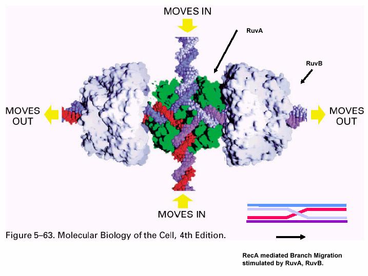 Enzimología de la recombinación homóloga -Ruv AB: Complejo enzimático (helicasa( helicasa) ) que promueve la migración de ramas