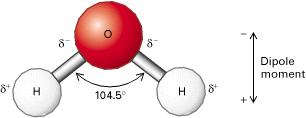 aminoácidos y los nucleótidos.