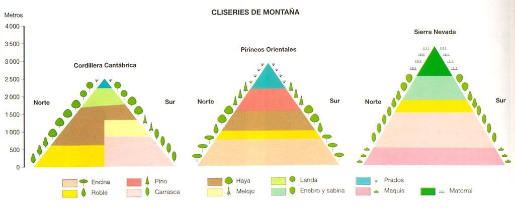 Cliserie Representación gráfica de la distribución escalonada de los tipos de vegetación en las zonas montañosas ocasionada por el aumento de altitud y el consiguiente efecto sobre el clima.