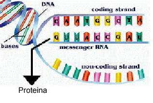 Transcripción del DNA Para la síntesis de proteínas, en primer lugar ha de sintetizarse el intermediario (RNA) El RNA se sintetiza a partir del DNA Allí donde se encuentra el gen que se va a