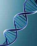 Núcleo Citoplasma ADN ARN (mensajero) Ribosoma t-rnas Transcripción y traducción Proteína Traducción. Código genético. Curiosidades.