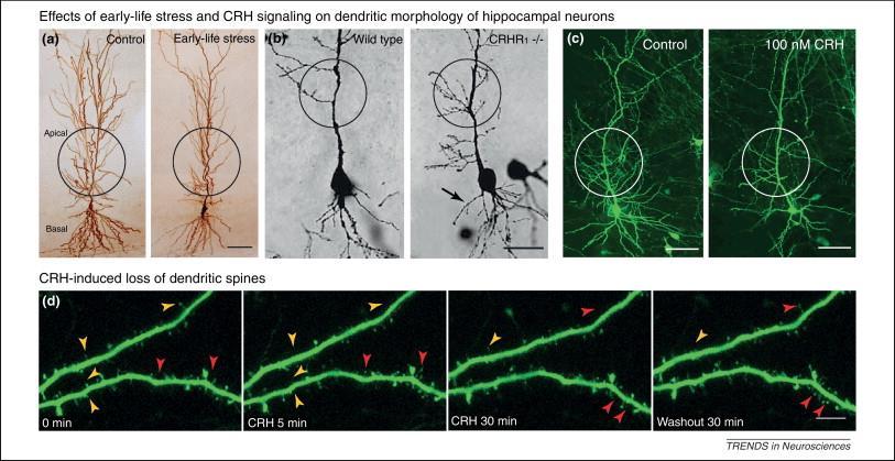 Trastornos de adaptación: etiopatogenia Hipocampo y amígdala, estructuras cerebrales clave en la